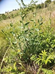 Chondrilla latifolia