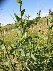 Chondrilla latifolia