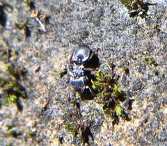 Cephalotes pusillus