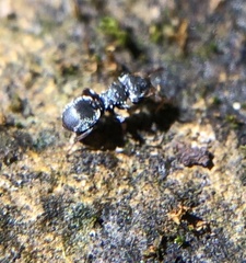 Cephalotes pusillus