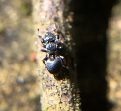 Cephalotes pusillus