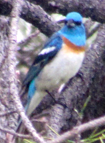 iNaturalist observation photo of Lazuli Bunting