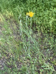 Tragopogon dasyrhynchus