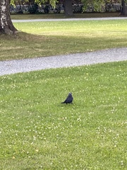 Corvus monedula