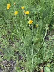 Tragopogon dasyrhynchus