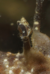 Pusillina lineolata