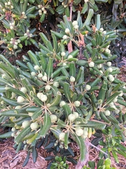 Pittosporum tobira