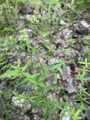 Galium rubioides