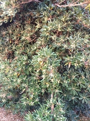 Pittosporum tobira
