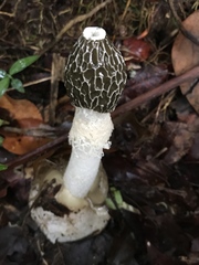 Phallus duplicatus