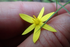 Pauridia trifurcillata