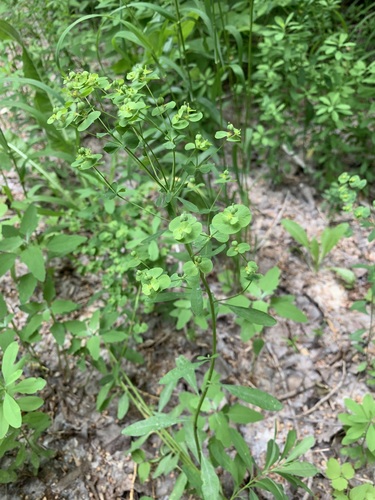 Euphorbia korshinskyi