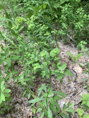 Euphorbia korshinskyi