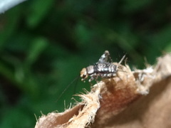 Allonemobius maculatus