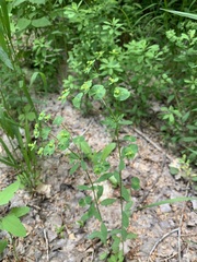 Euphorbia korshinskyi