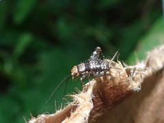 Allonemobius maculatus