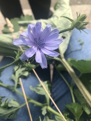 Cichorium intybus