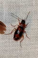 Badister neopulchellus