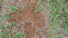 Tetramorium tsushimae