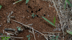 Tetramorium tsushimae