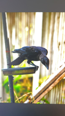 Corvus corone