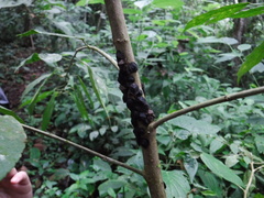 Cyrtocoris