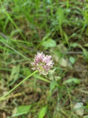 Allium rotundum jajlae