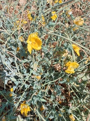 Glaucium flavum