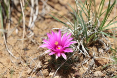 Mammillaria wrightii wrightii