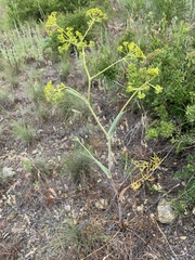 Ferula tatarica