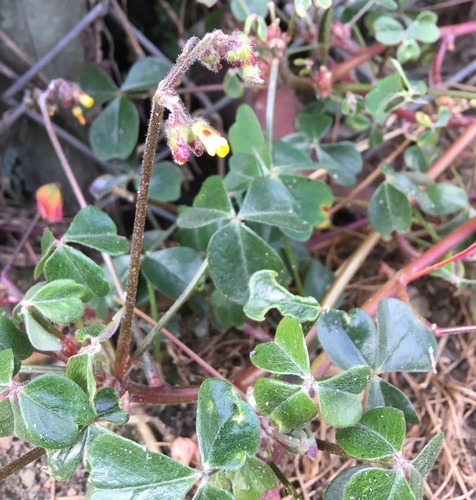 Oxalis spiralis