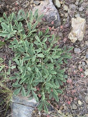 Potentilla glaucescens