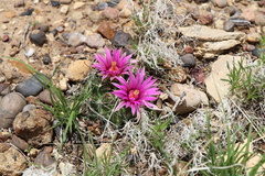 Mammillaria wrightii wrightii