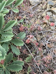 Potentilla glaucescens