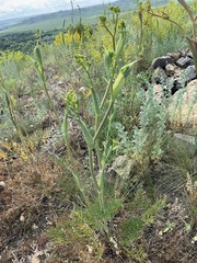 Ferula tatarica