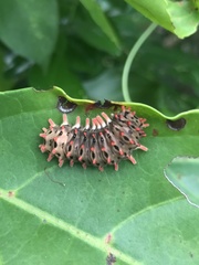 Histia flabellicornis