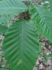 Leiobunum aldrichi