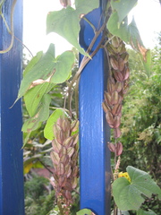 Dioscorea galeottiana