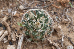 Mammillaria wrightii wrightii