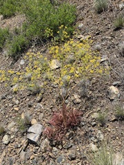 Ferula caspica