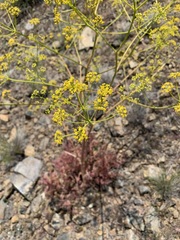 Ferula caspica