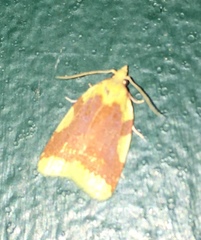 Cenopis niveana