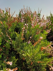 Limoniastrum monopetalum