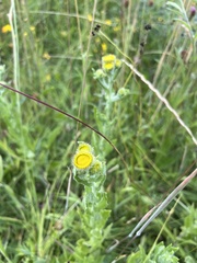 Pulicaria dysenterica