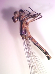Lestes forcipatus