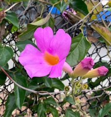 Amphilophium buccinatorium