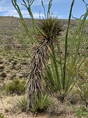 Yucca treculiana