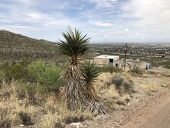 Yucca treculiana