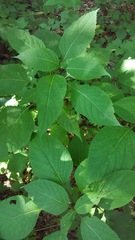 Collinsonia canadensis