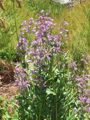 Penstemon rattanii